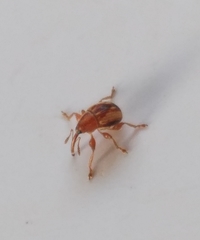 Nanophyinae