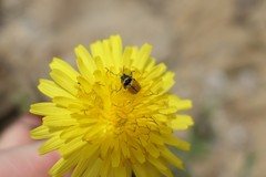 Cryptocephalus rugicollis