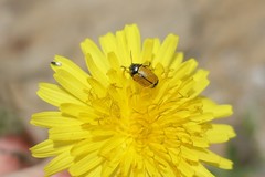 Cryptocephalus rugicollis