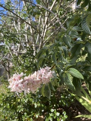 Aesculus californica