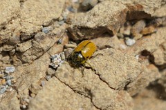 Cryptocephalus rugicollis