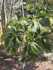Aesculus californica