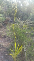 Dianella ensifolia