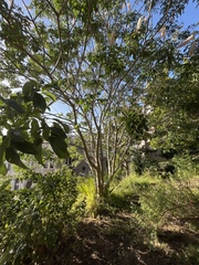 Aesculus californica