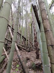 Phyllostachys edulis