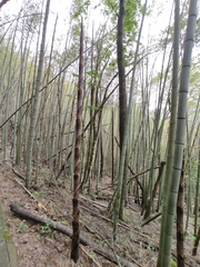 Phyllostachys edulis