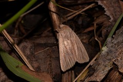 Leucania porphyrodes