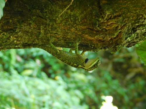 Himalayan Dragon, Japalura variegata