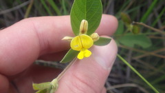 Crotalaria diosmifolia