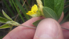 Crotalaria diosmifolia