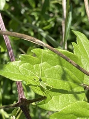 Acrometopa macropoda
