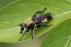 Laphria posticata