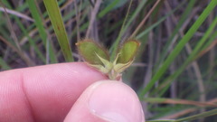 Crotalaria diosmifolia
