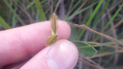 Crotalaria diosmifolia