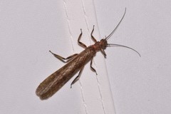 Cosmioperla
