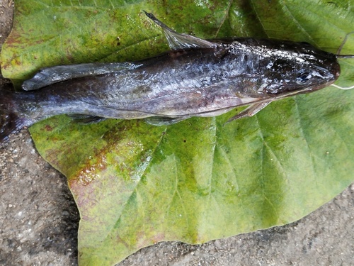Gangetic mystus (Mystus cavasius) — Bagridae — 4