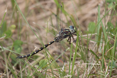 Gomphaeschna furcillata