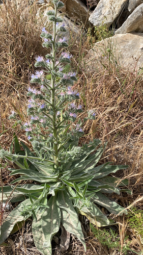 Representative image of Echium italicum