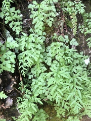 Cryptogramma stelleri