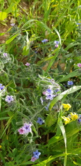 Alkanna strigosa