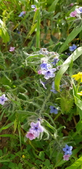 Alkanna strigosa