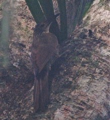 Xiphocolaptes albicollis