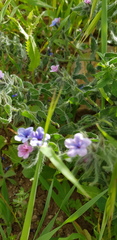 Alkanna strigosa
