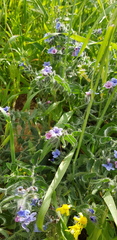 Alkanna strigosa