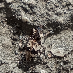 Bothynoderes affinis