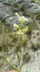 Habenaria ambositrana