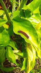 Paracles phaeocera
