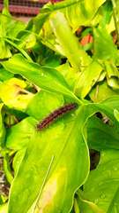Paracles phaeocera