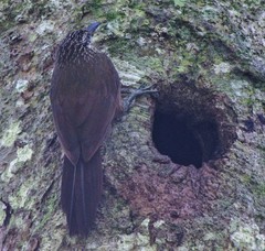 Xiphocolaptes albicollis