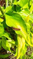 Paracles phaeocera