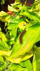Paracles phaeocera