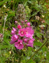 Sidalcea hirtipes