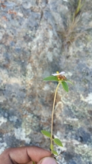Antherotoma