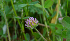 Trifolium microcephalum