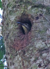 Xiphocolaptes albicollis