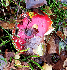 Amanita muscaria
