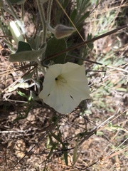 Calystegia collina