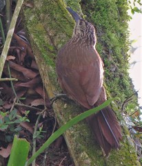 Xiphocolaptes albicollis