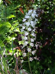 Stenanthium densum