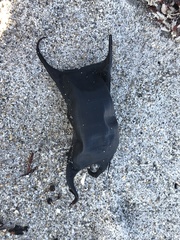 Rostroraja eglanteria