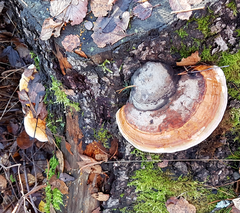 Fomitopsis pinicola