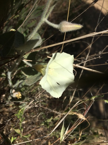 iNaturalist observation photo of Jepson's morning glory