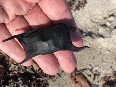 Rostroraja eglanteria