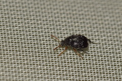 Bruchus luteicornis