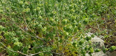Pseudodictamnus undulatus
