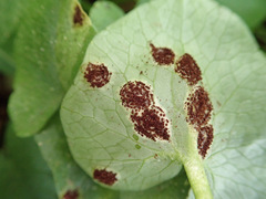 Uromyces ficariae